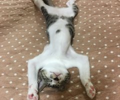 ネコ写真