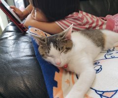 ネコ写真