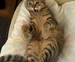 ネコ写真