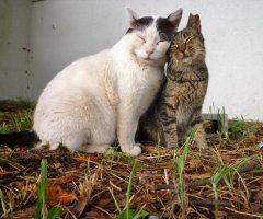 ネコ写真