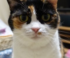 ネコ写真