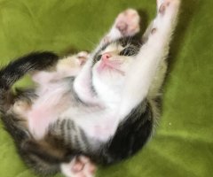 ネコ写真