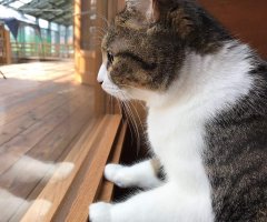 ネコ写真
