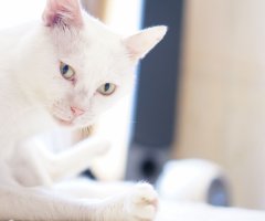 ネコ写真