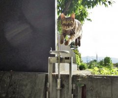 ネコ写真