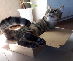 ネコ写真