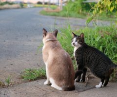 ネコ写真