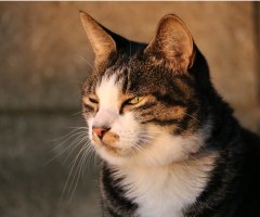 ネコ写真