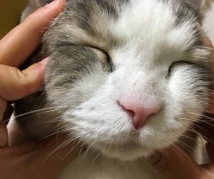ネコ写真