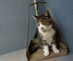 ネコ写真