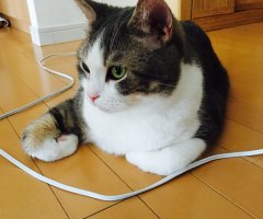 ネコ写真