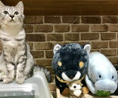 ネコ写真