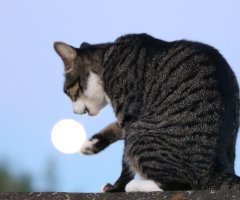 ネコ写真