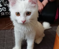 ネコ写真
