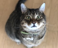 ネコ写真