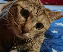 ネコ写真