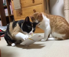 ネコ写真