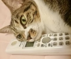ネコ写真
