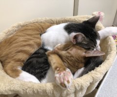 ネコ写真