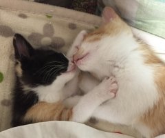 ネコ写真