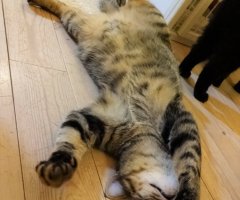 ネコ写真