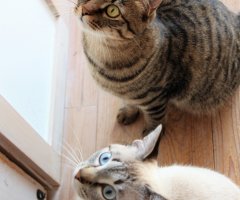 ネコ写真