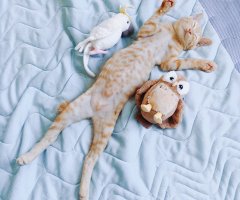 ネコ写真
