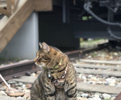 ネコ写真