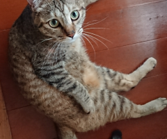 ネコ写真