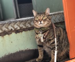 ネコ写真