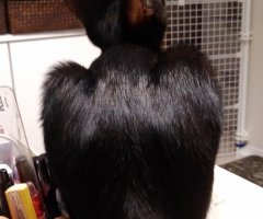 ネコ写真