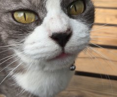 ネコ写真