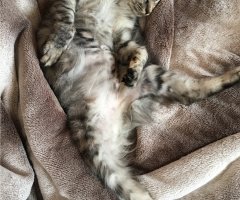 ネコ写真