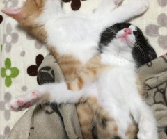 ネコ写真