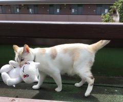 ネコ写真