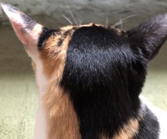 ネコ写真
