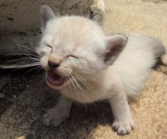 ネコ写真
