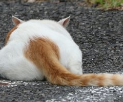 ネコ写真