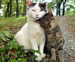 ネコ写真