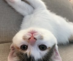 ネコ写真