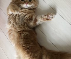 ネコ写真