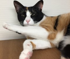 ネコ写真