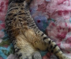 ネコ写真