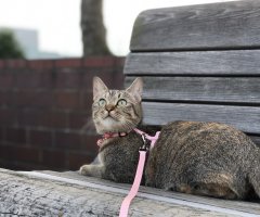 ネコ写真