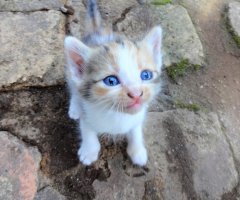 ネコ写真