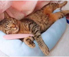 ネコ写真
