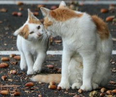 ネコ写真