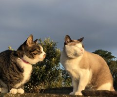 ネコ写真