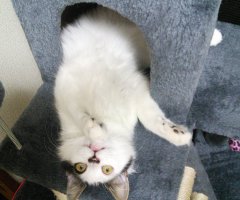 ネコ写真