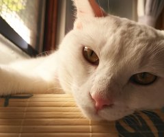 ネコ写真